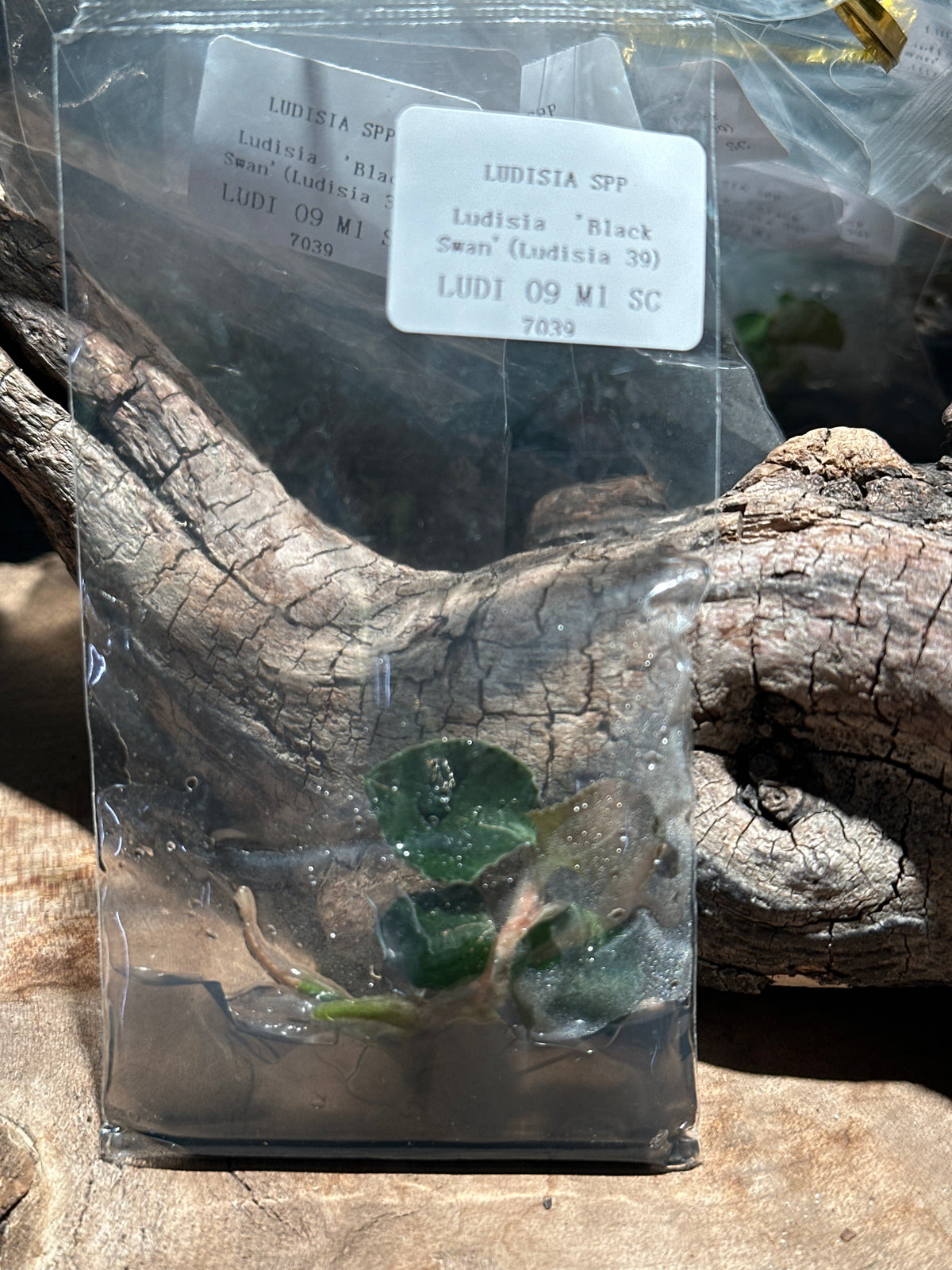 Ludisia 'Black Swan' Jewel Orchid - Tissue Culture Starter Plantlet