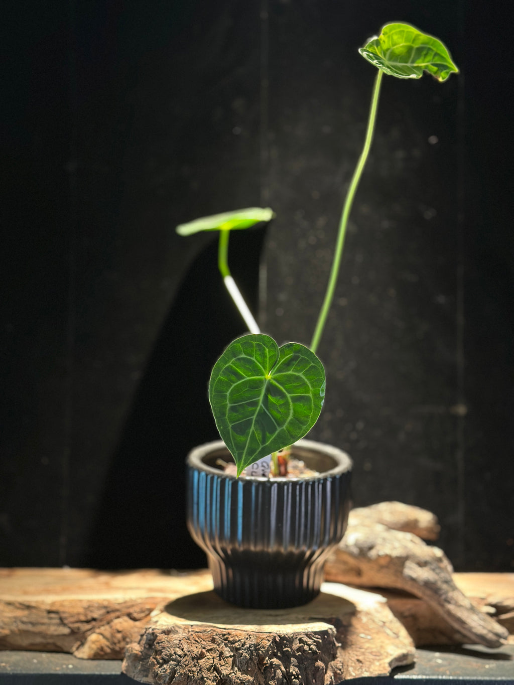 Anthurium Queen of Clarinervium