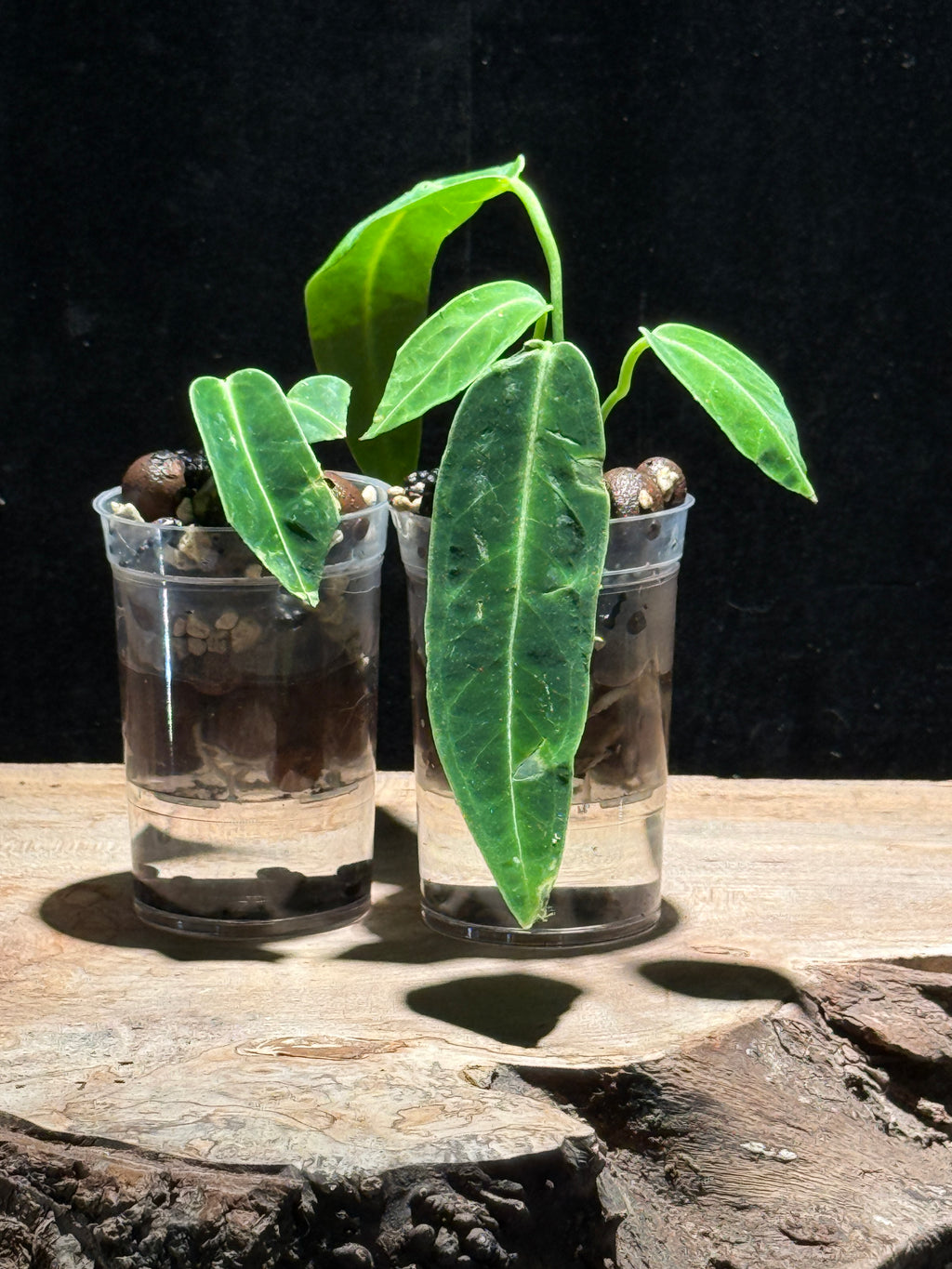 Queen Anthurium | Anthurium warocqueanum