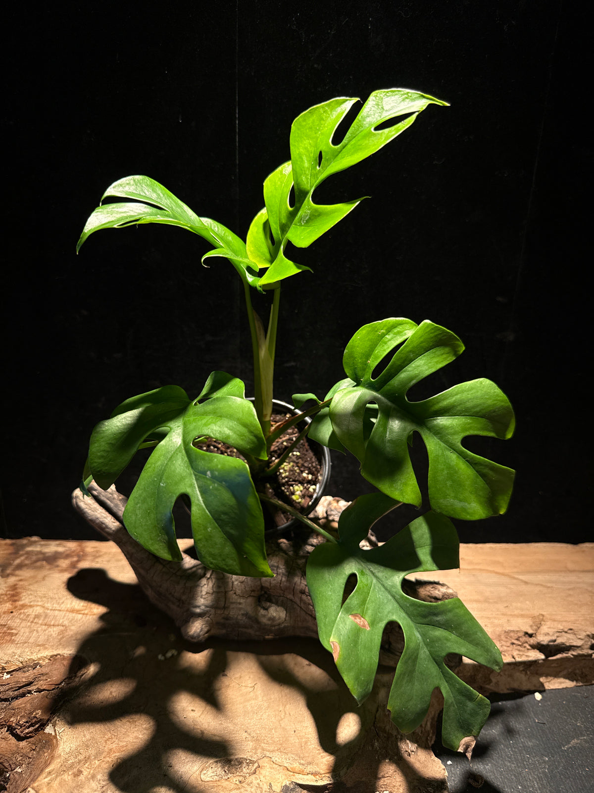 Raphidophora tetrasperma- Mini monstera
