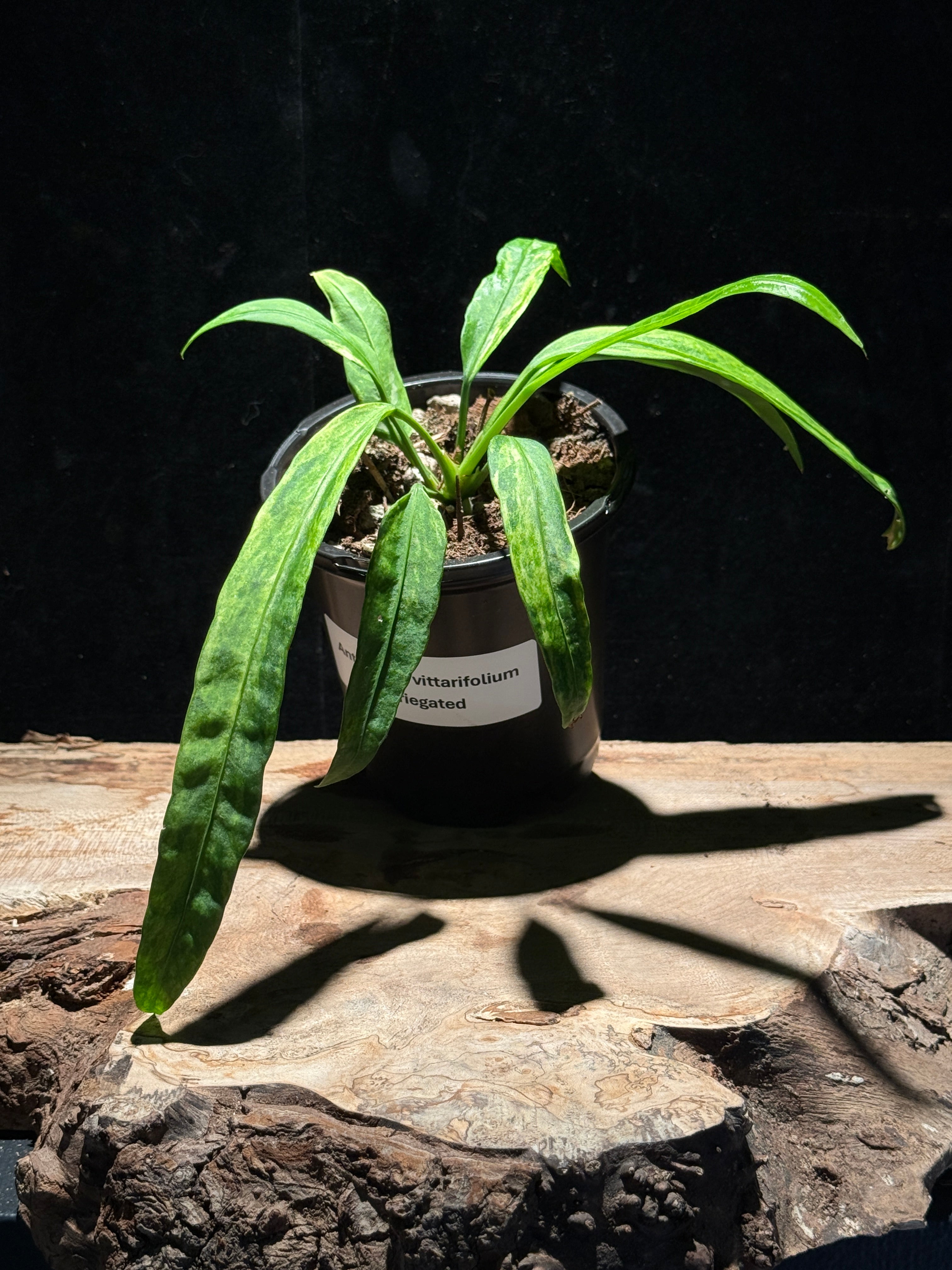 Anthurium Vitalfolium - Variegated