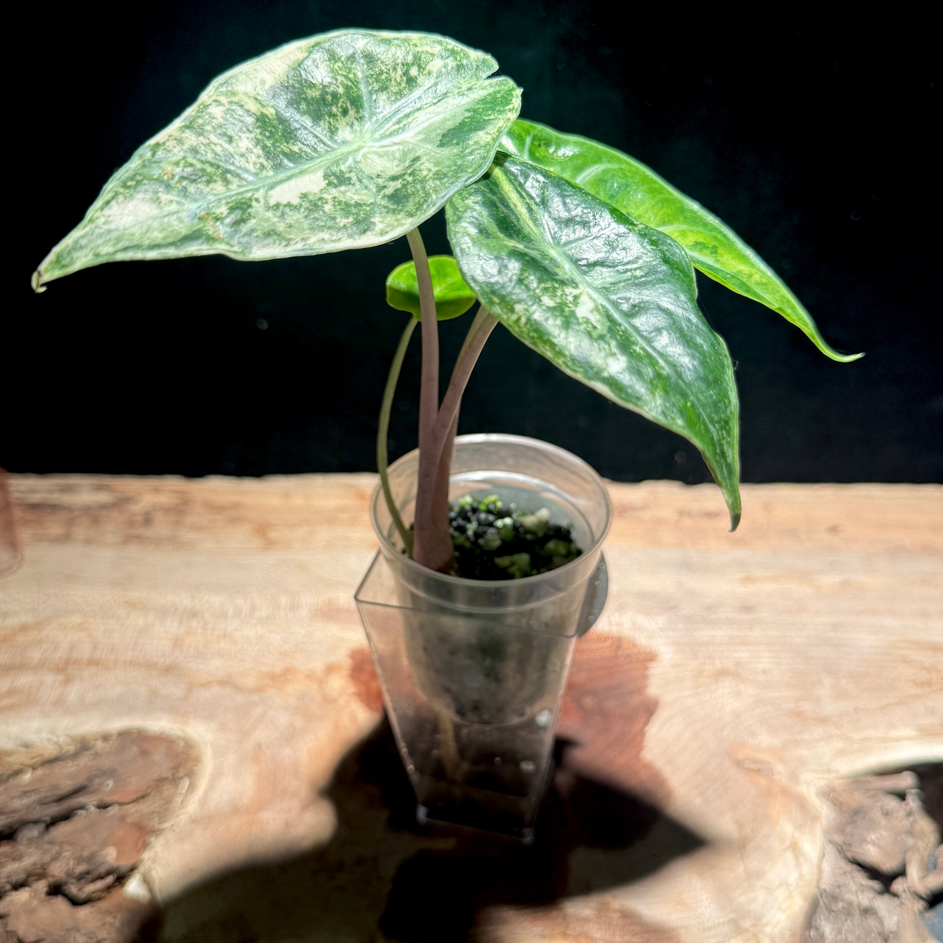 Alocasia Pink Dragon Albo