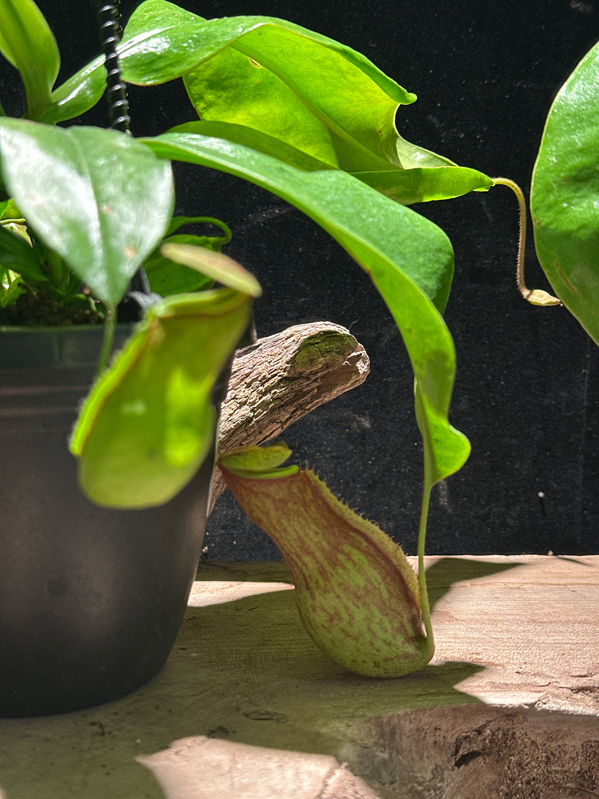 Nepenthes - Pitcher Plant 4"