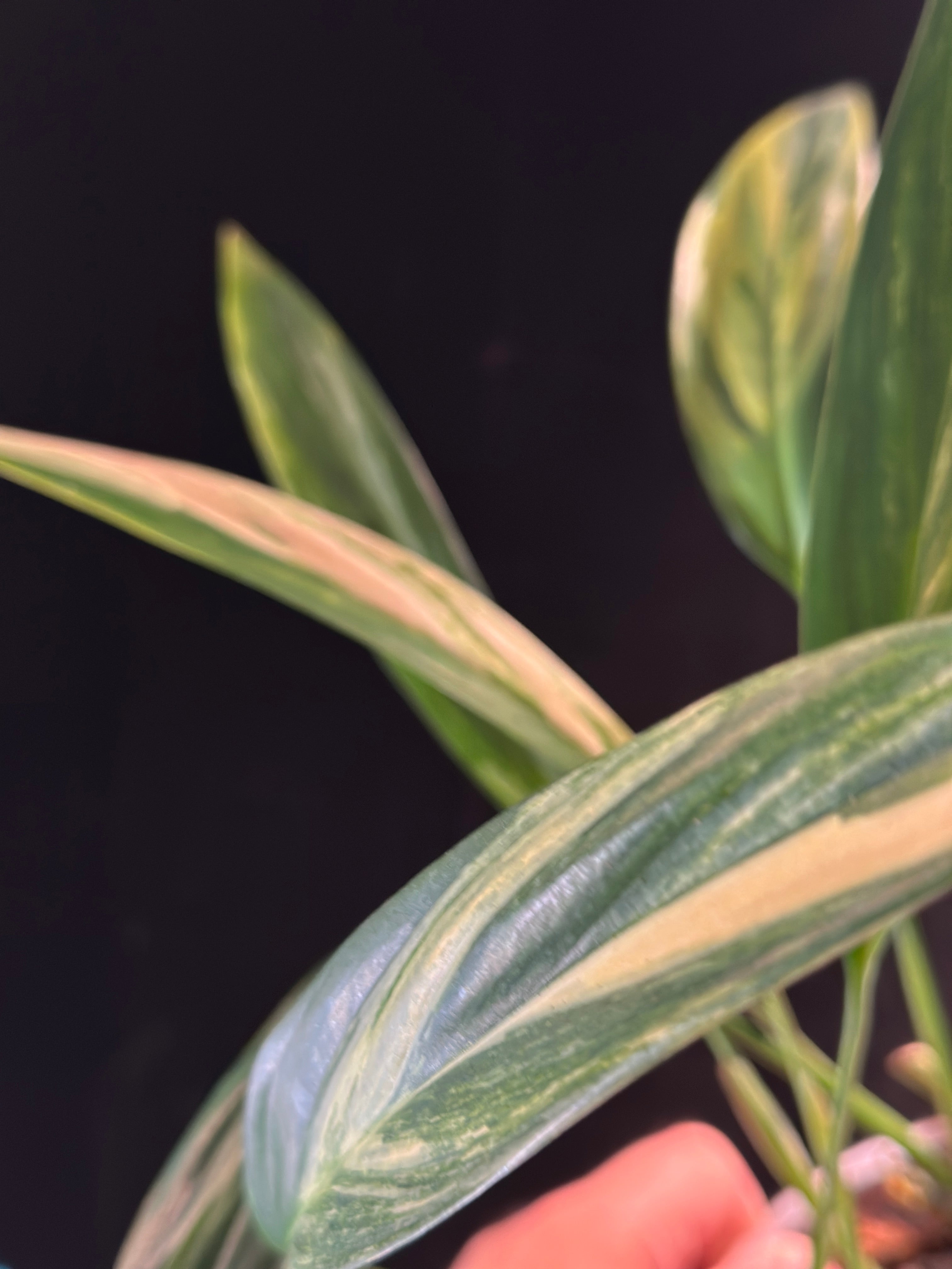 Epipremnum amplissimum ‘Aurea’ – Gold Variegated Amplissimum