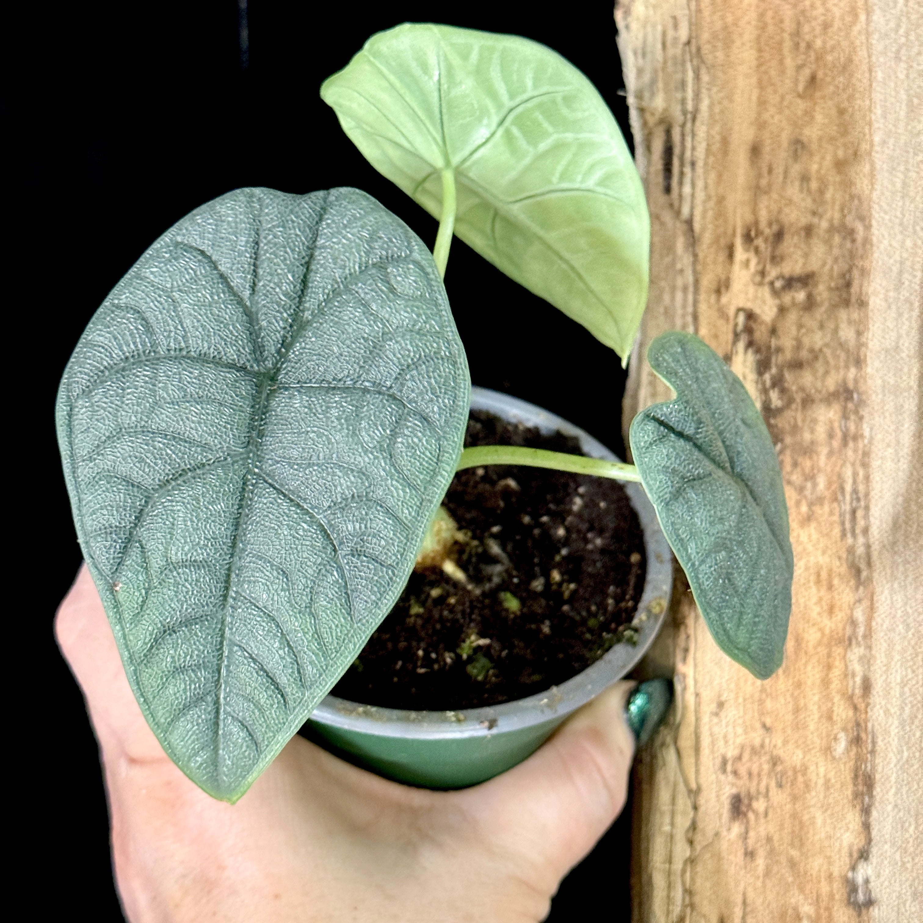 Alocasia ‘Melo’