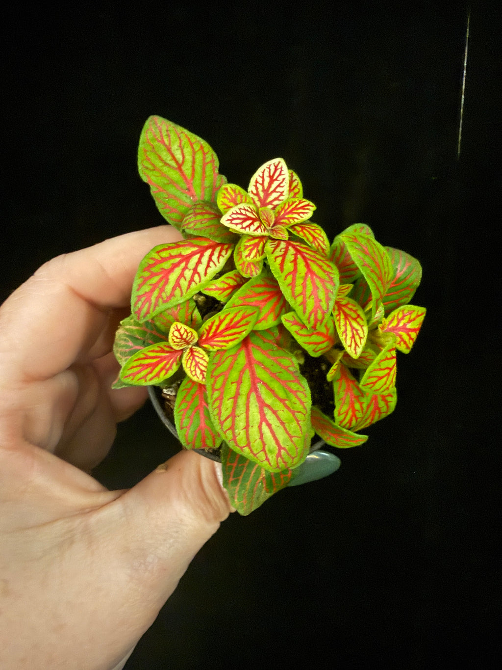 Fittonia
