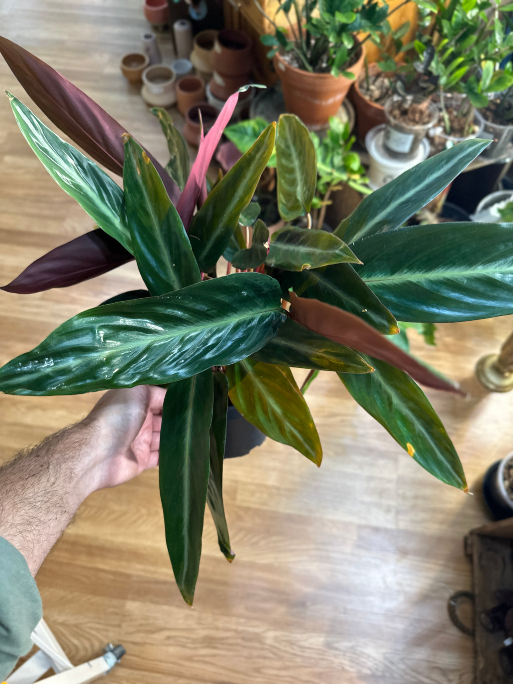 Stromanthe