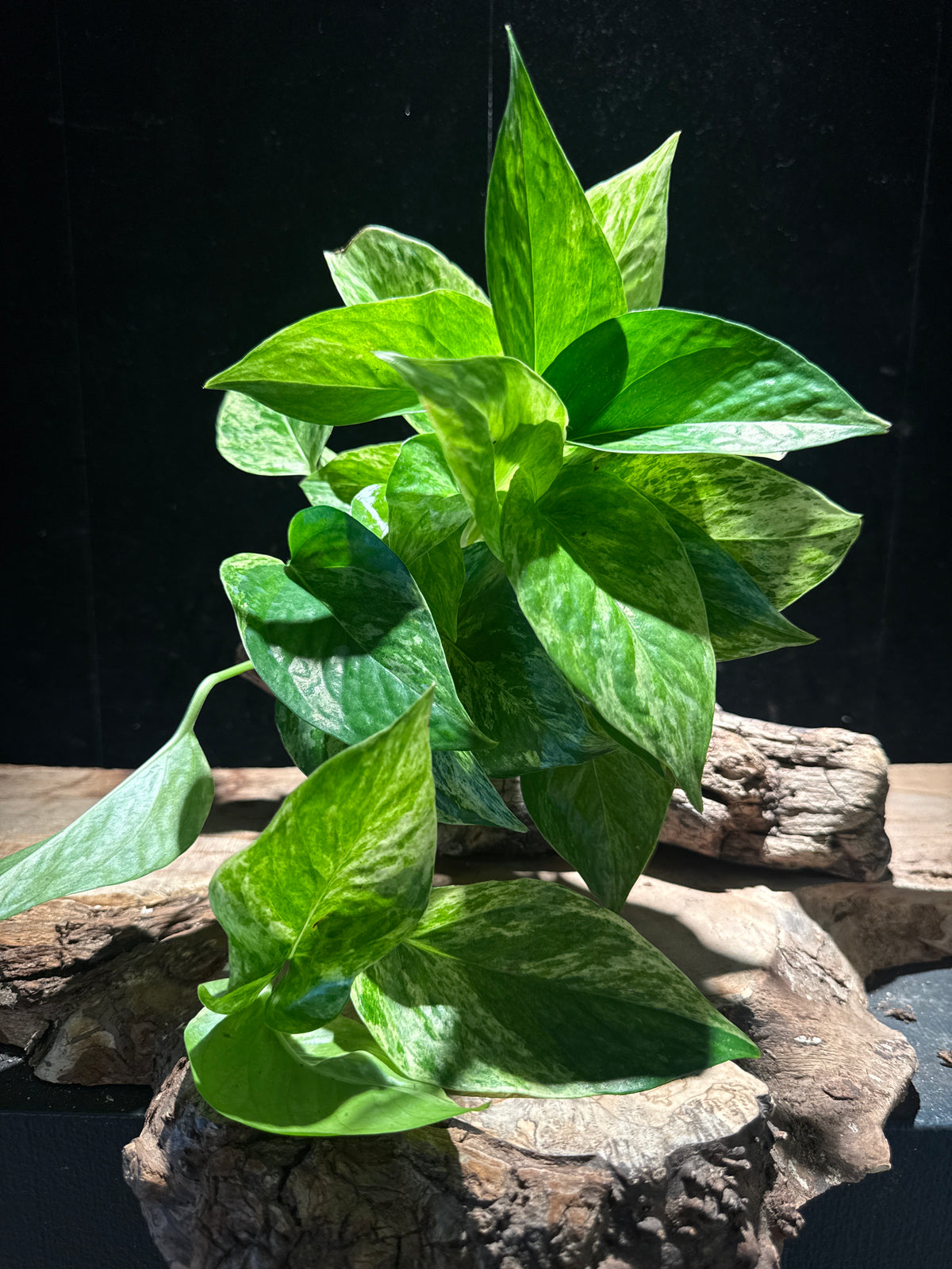 Epipremnum aureum 'Marble Queen’