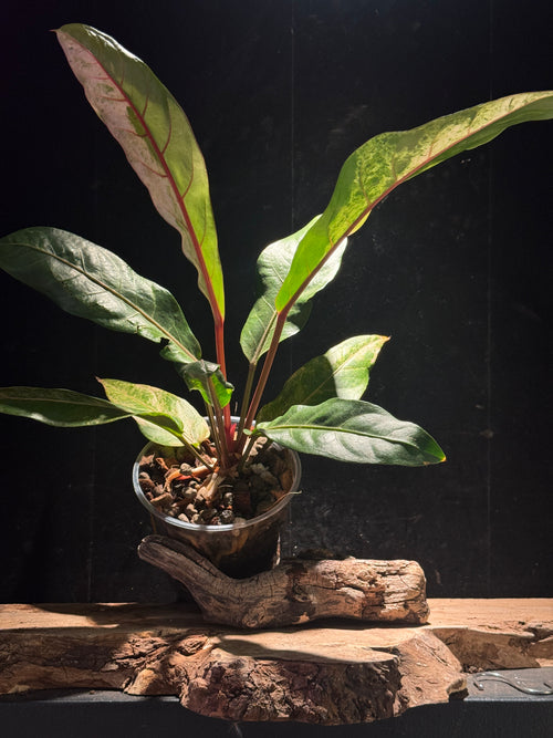 Anthurium  hookeri ‘Renaissance' pink variegated