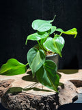 Philodendron Brasil – Variegated Heartleaf Philodendron