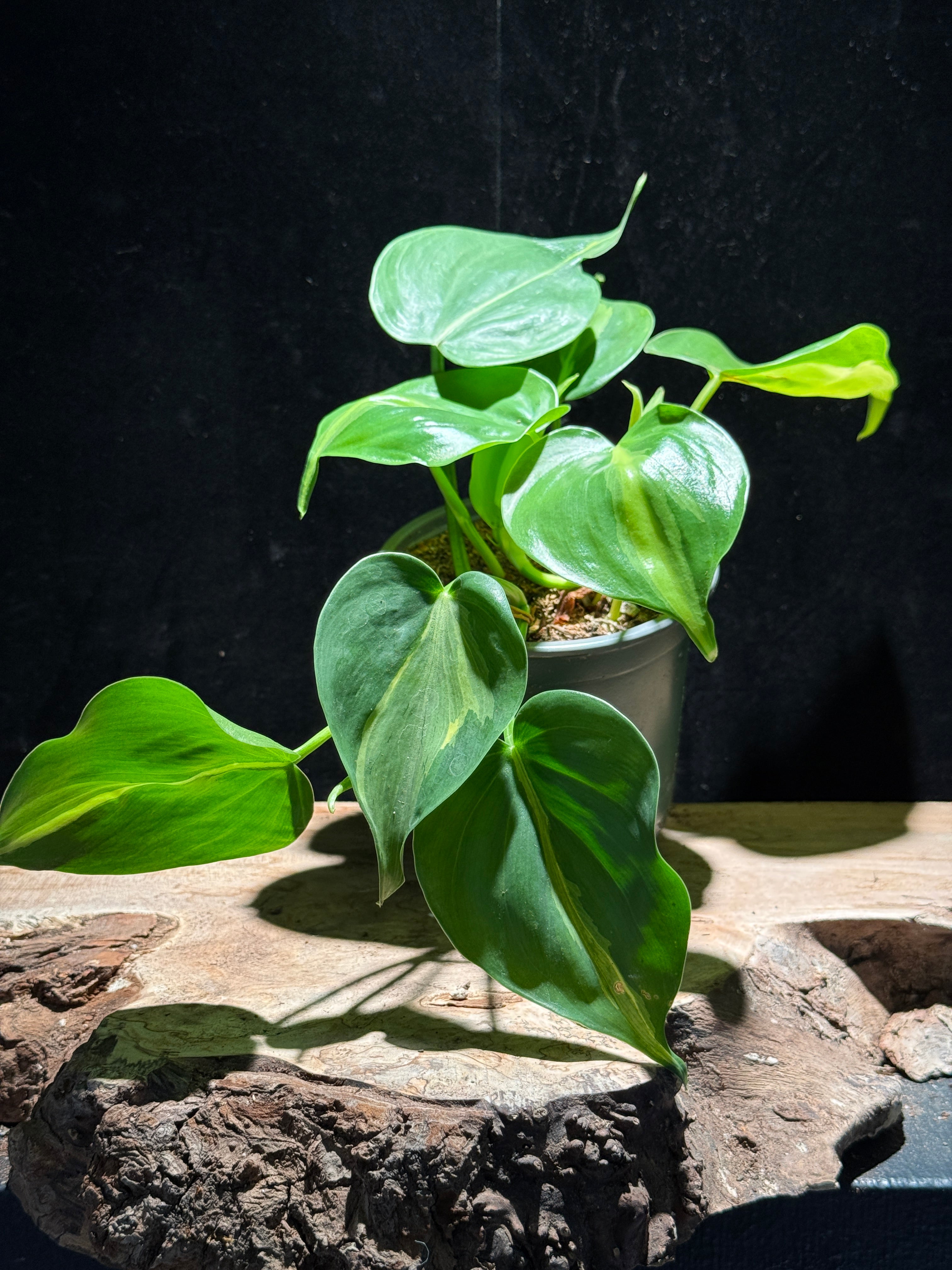 Philodendron Brasil – Variegated Heartleaf Philodendron