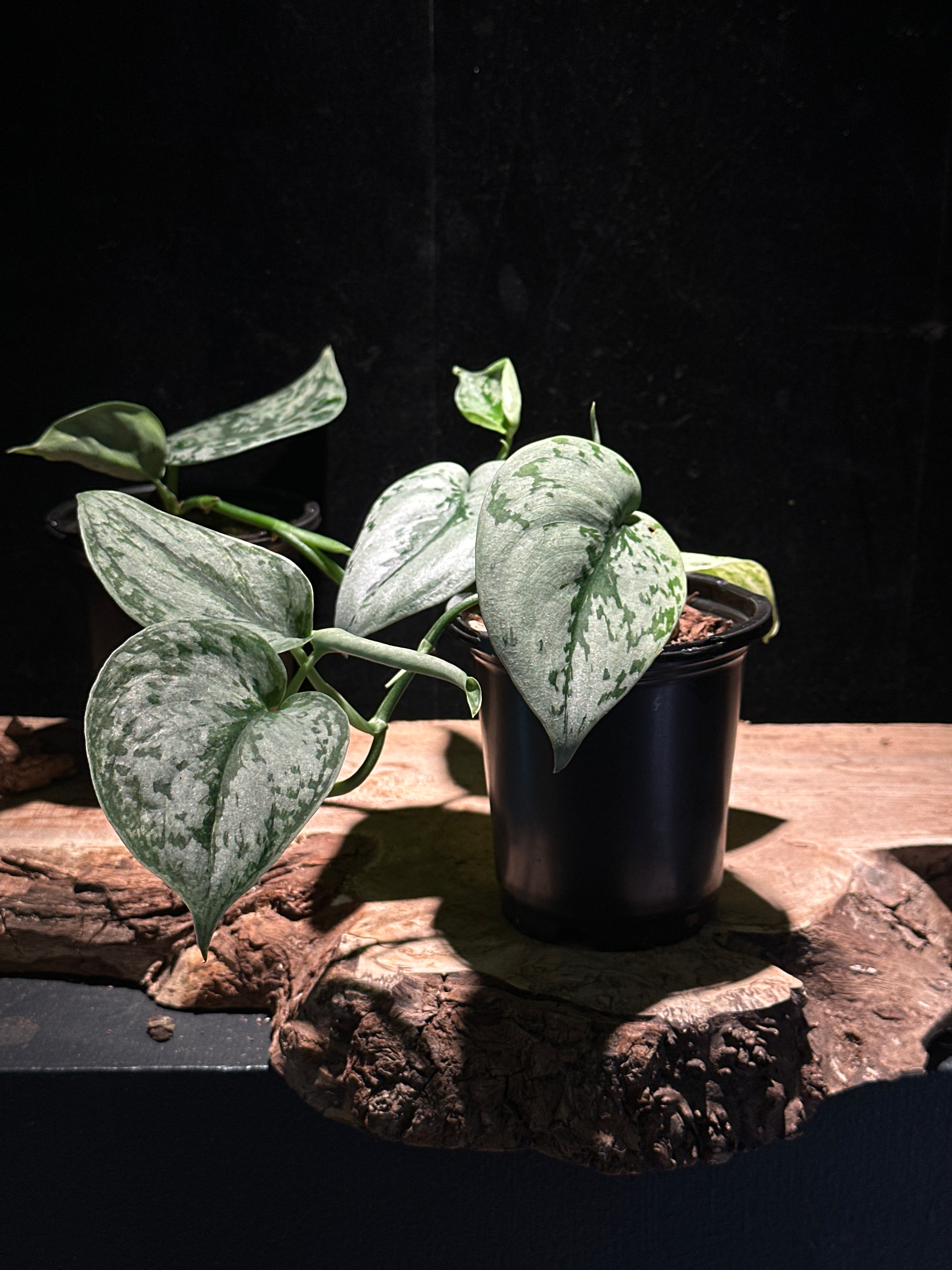 Scindapsus Silver Sierra
