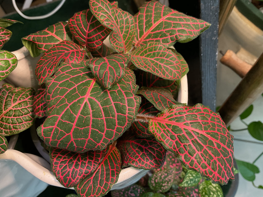 Fittonia 4"