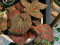 Fittonia 4"