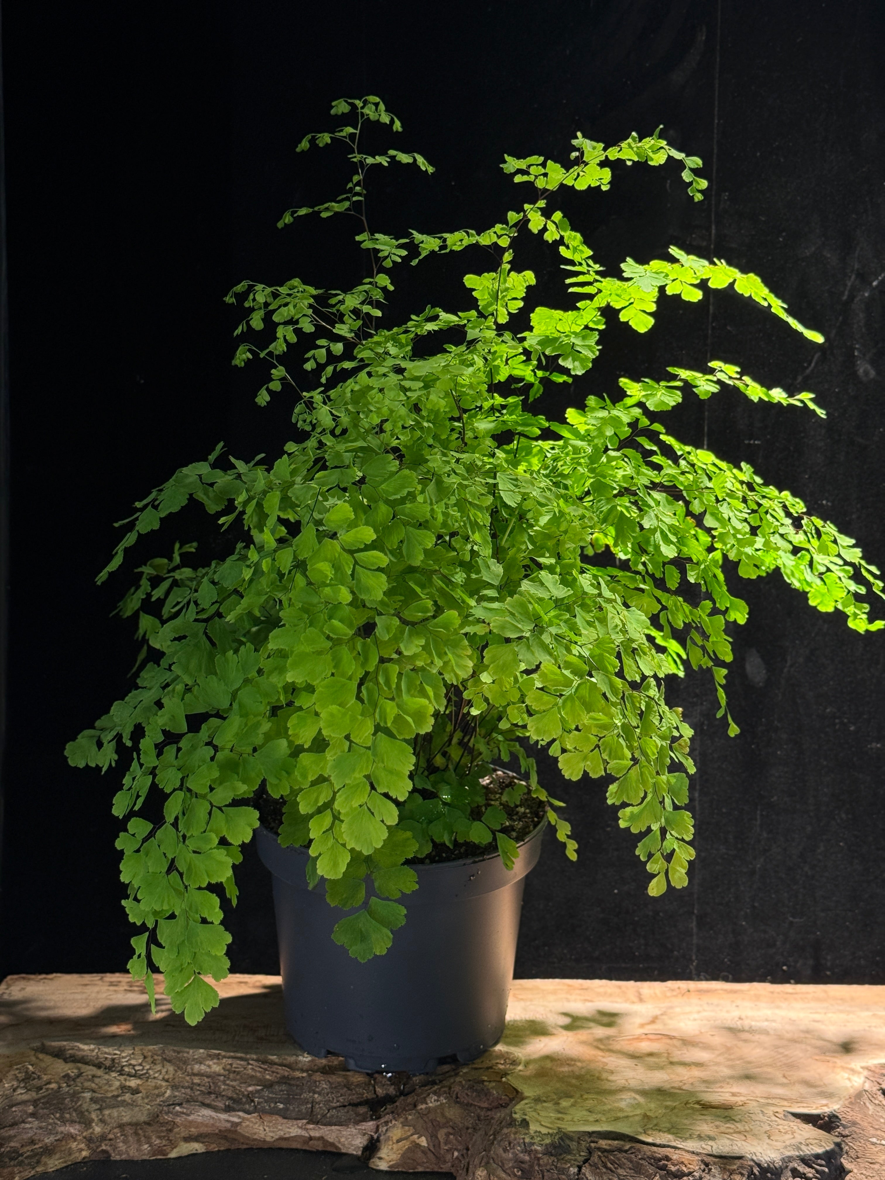 Addiantum radium (Maidenhair  Fern)