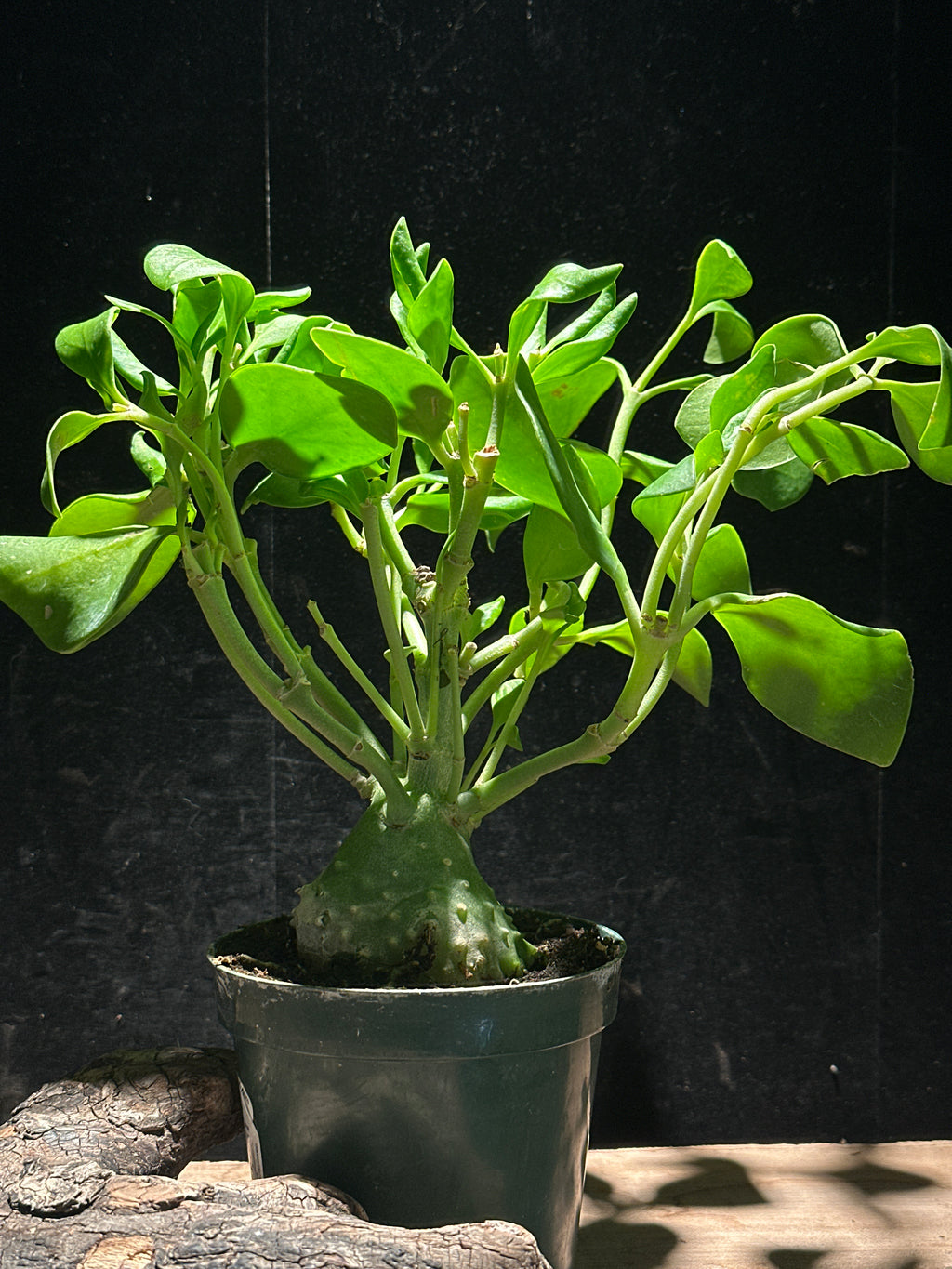 Hydnophytum papuanum - Ant Plant 4"