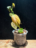Philodendron Melanochrysum Variegated