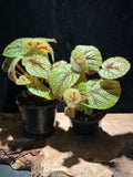 Begonia masoniana- The Iron Cross Begonia