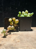 String of Watermelons – Curio herreanus – Trailing Succulent