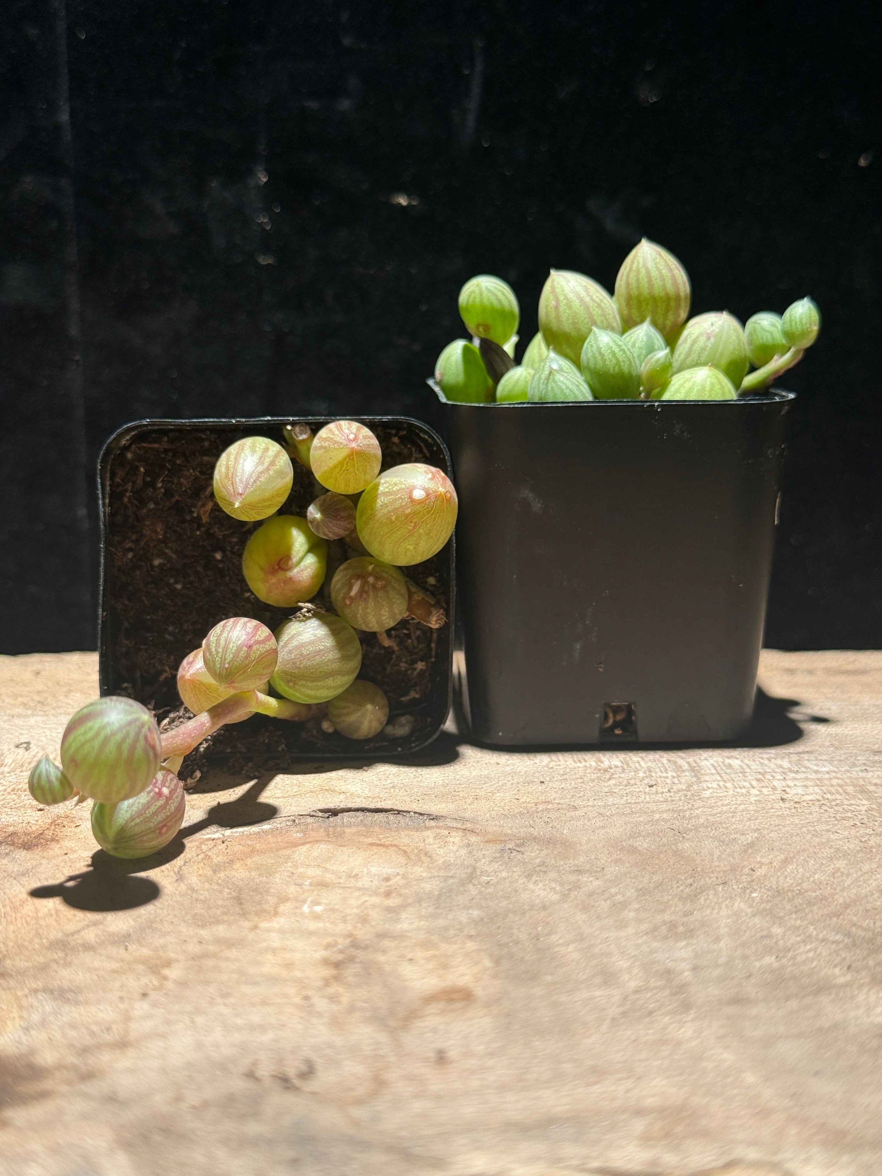 String of Watermelons – Curio herreanus – Trailing Succulent