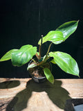Philodendron ‘Snow Drift’