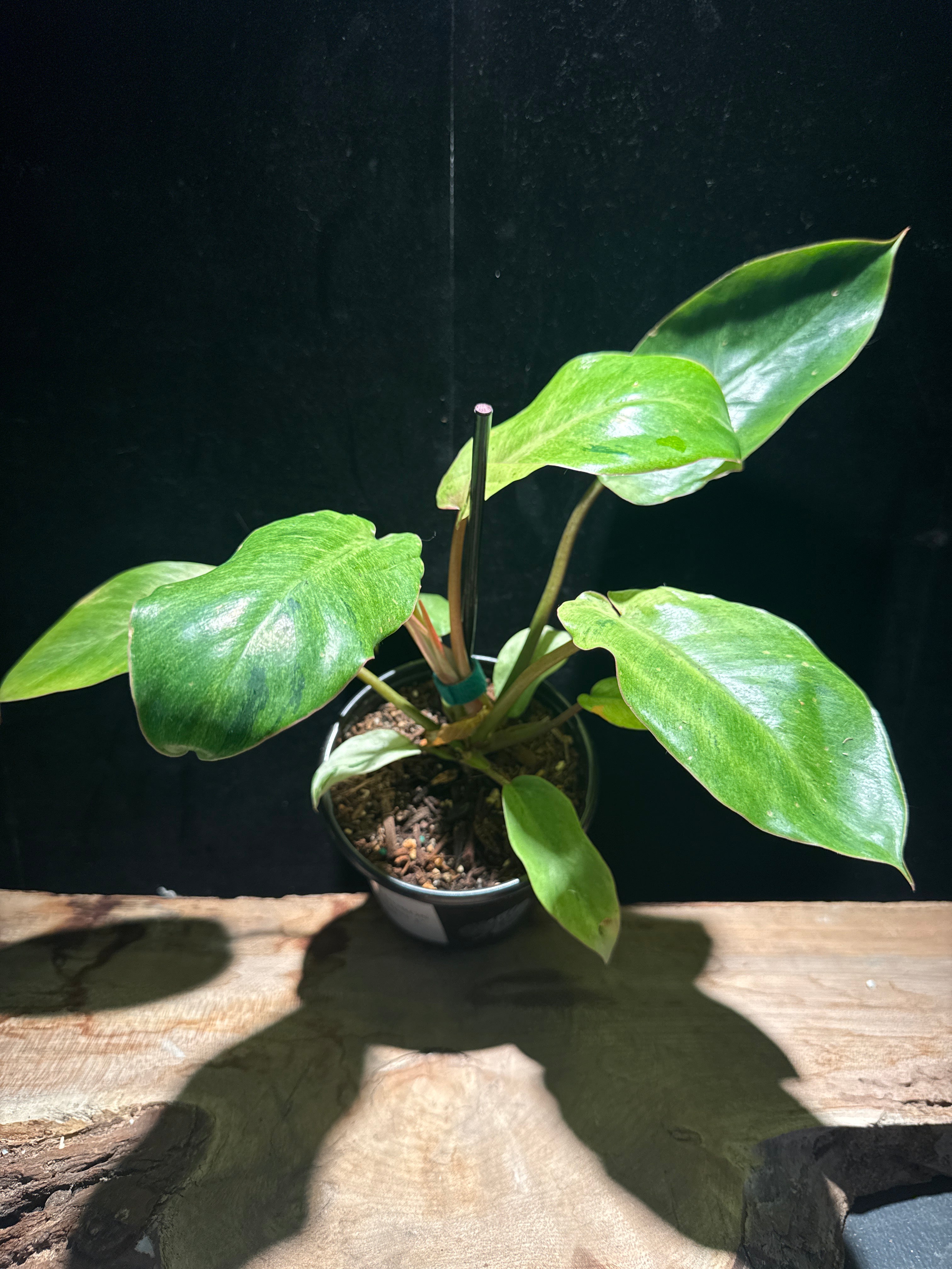 Philodendron ‘Snow Drift’