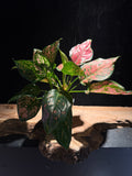 Aglaonema ‘Pink Dalmation’