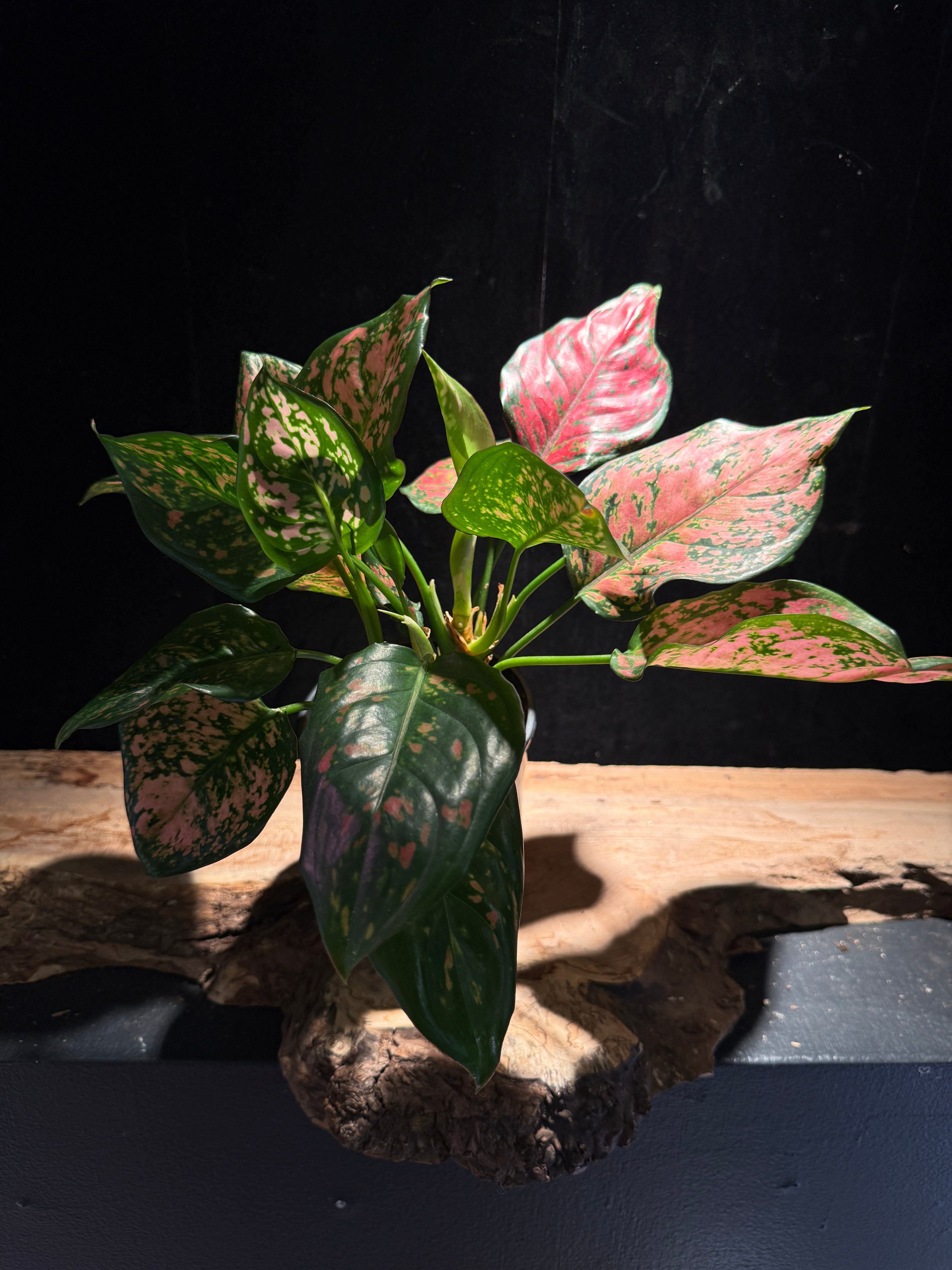 Aglaonema ‘Pink Dalmation’