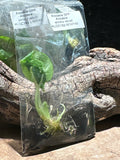 Alocasia 'Antoro Velvet" TC- Rare Purple Velvet Alocasia