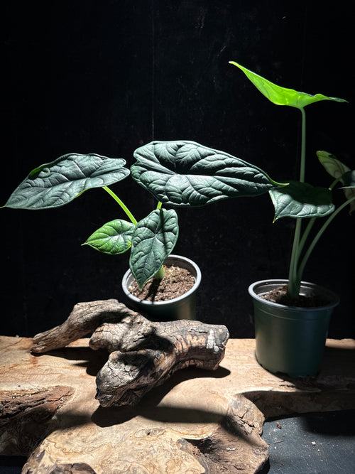 Alocasia ‘Dragon Scale’ 4” Pot