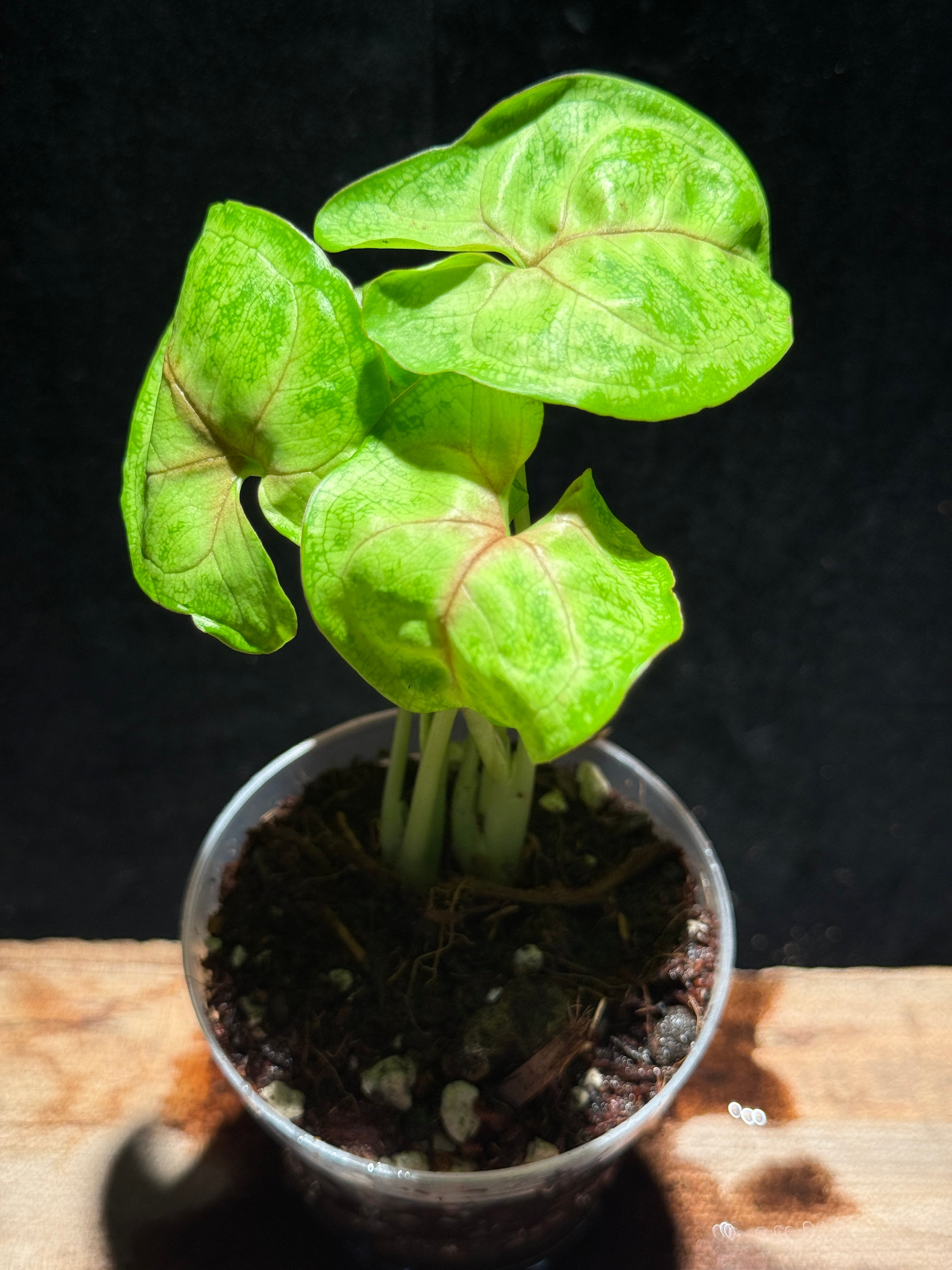 Syngonium ‘Gold Allusion’ – Arrowhead Vine Houseplant