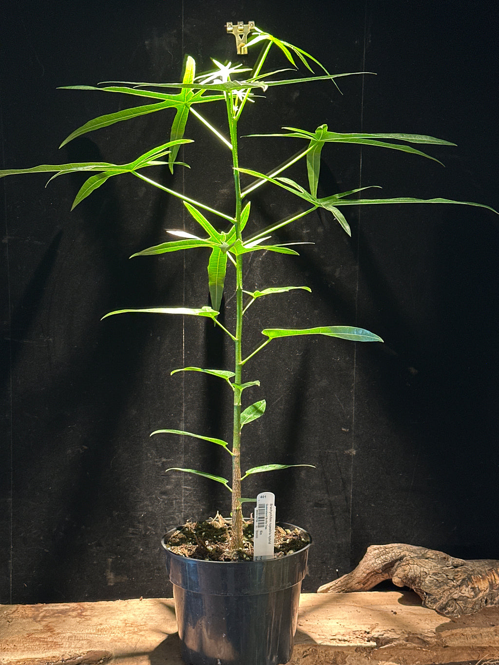 Queensland Bottle Tree - Brachychiton rupestris hybrid 6"