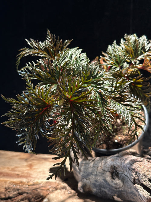 Begonia bipinnatifida