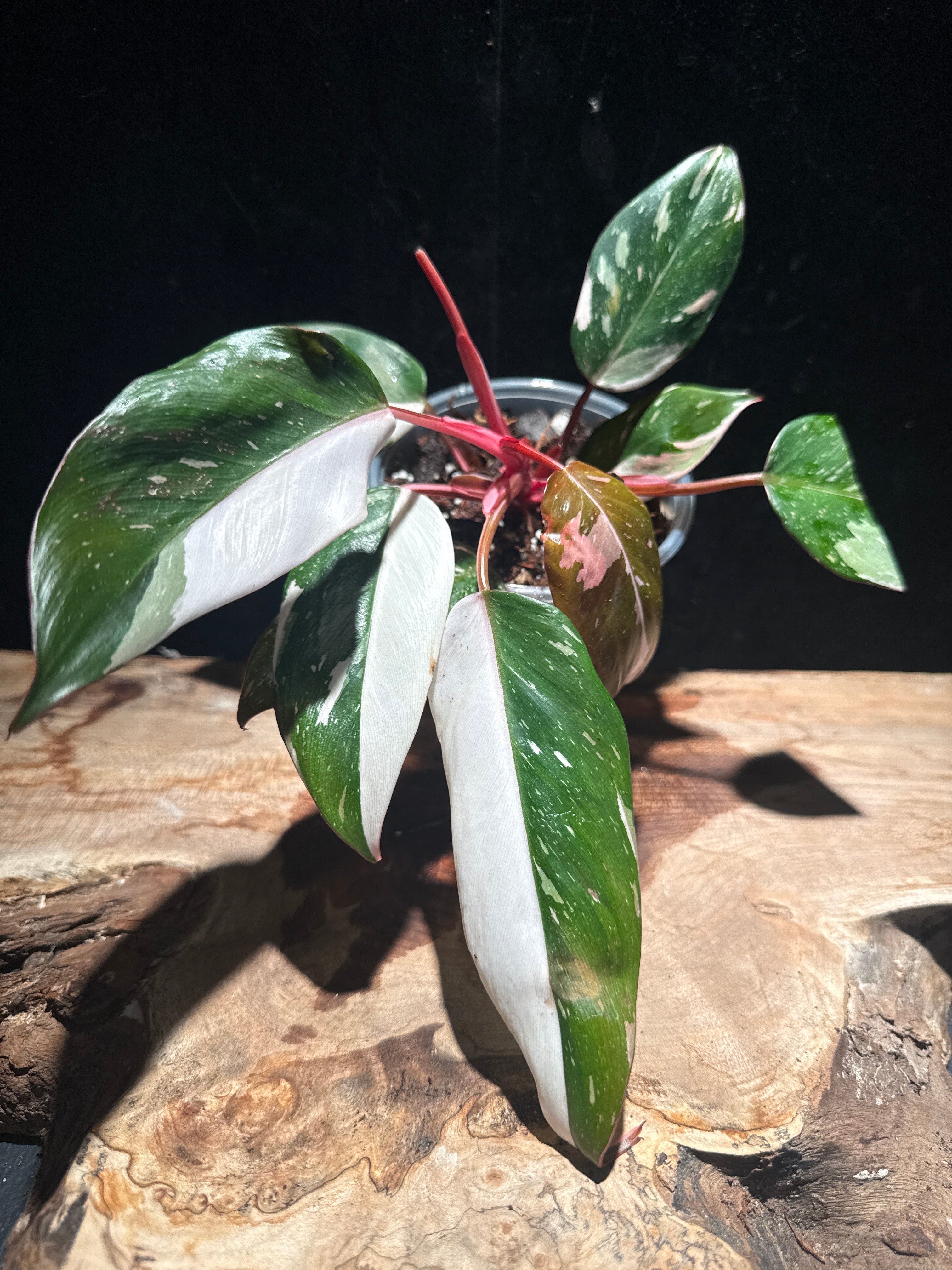 Philodendron ‘Red Anderson’ – Established cutting (not tissue culture)