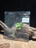 Alocasia Black Velvet Albo Pink VariegatedTissue Culture