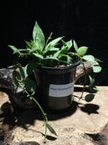 Hoya lacunose Silver Coin