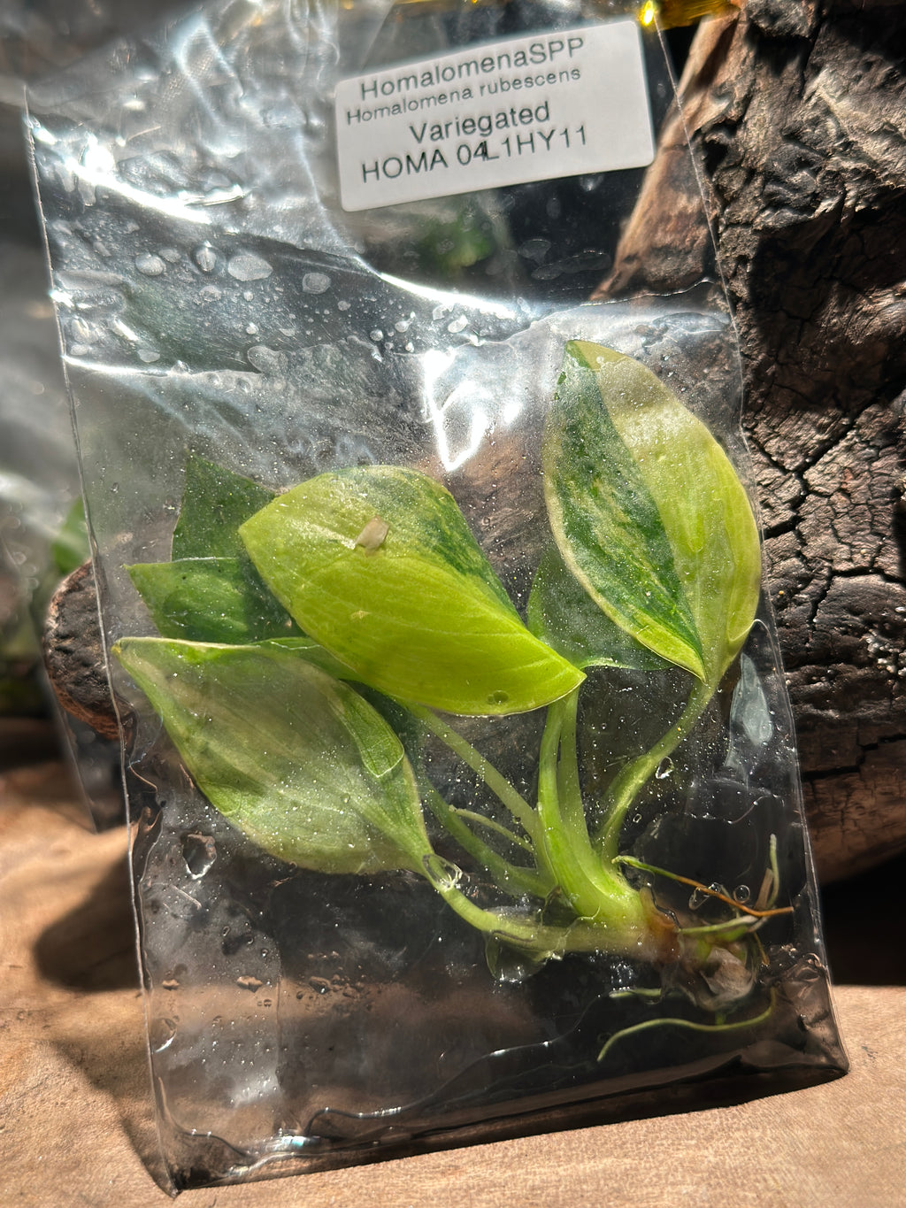 Homalomena rubescens Variegated
