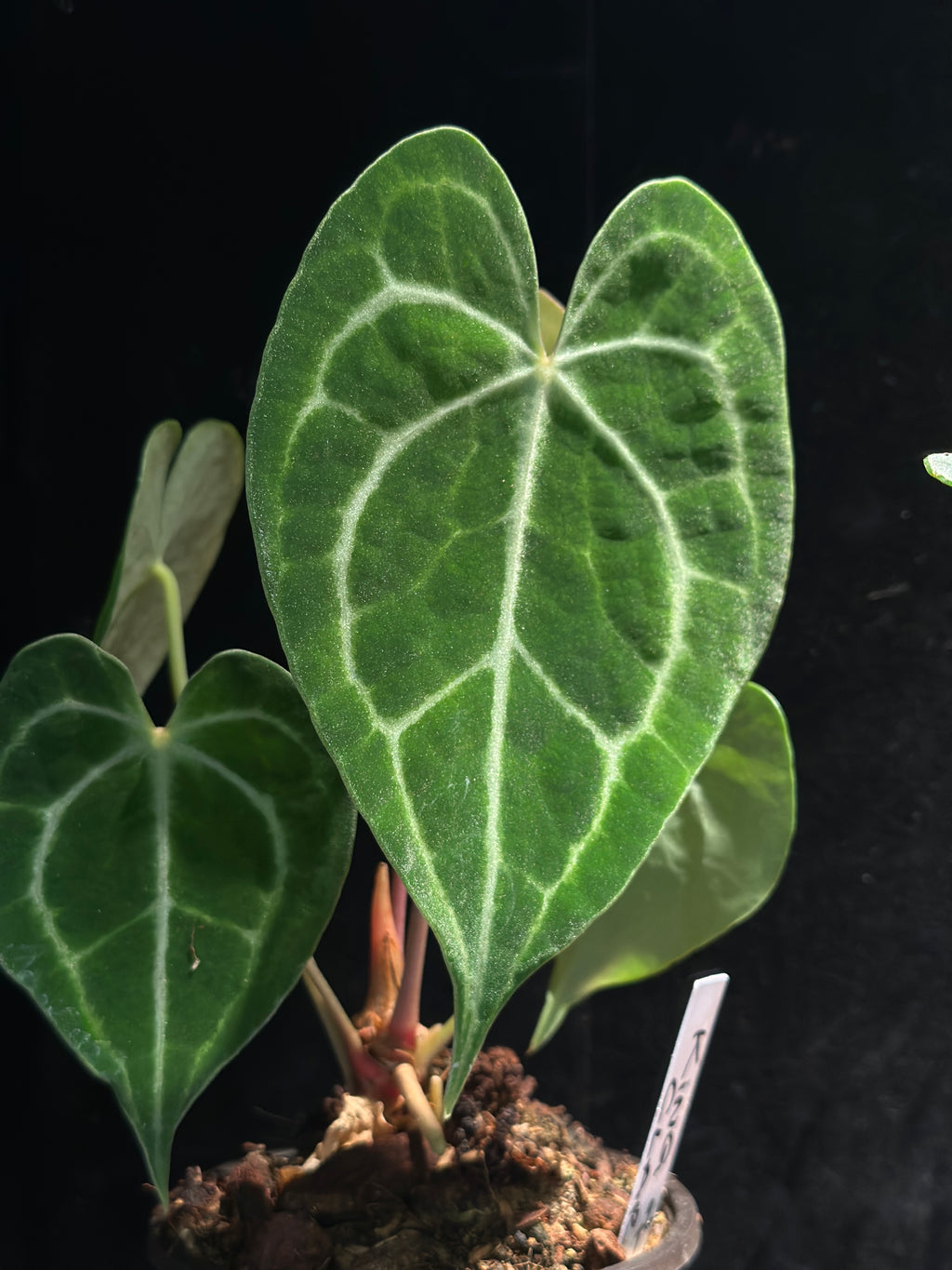Anthurium King of Clarinervium