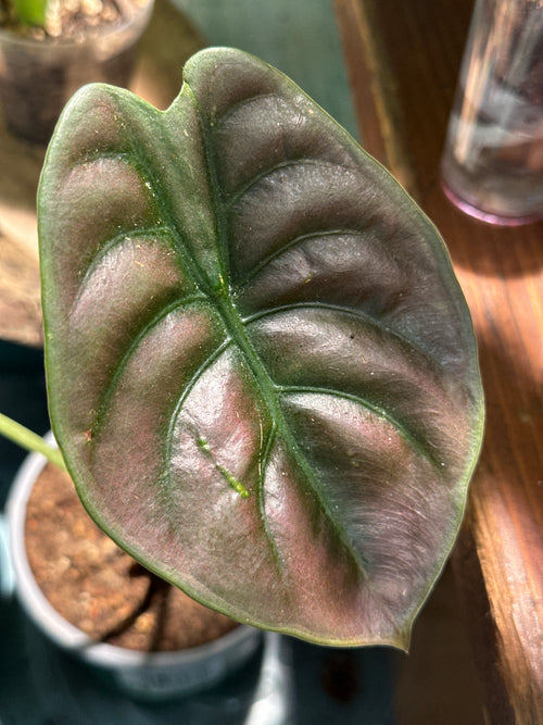 Alocasia cuprea Red Secret