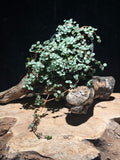 Pilea glauca 'Silver Sparkle'