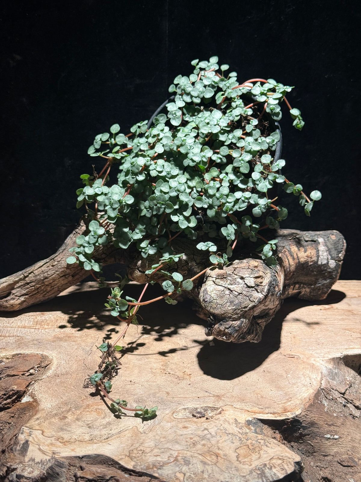 Pilea glauca 'Silver Sparkle'