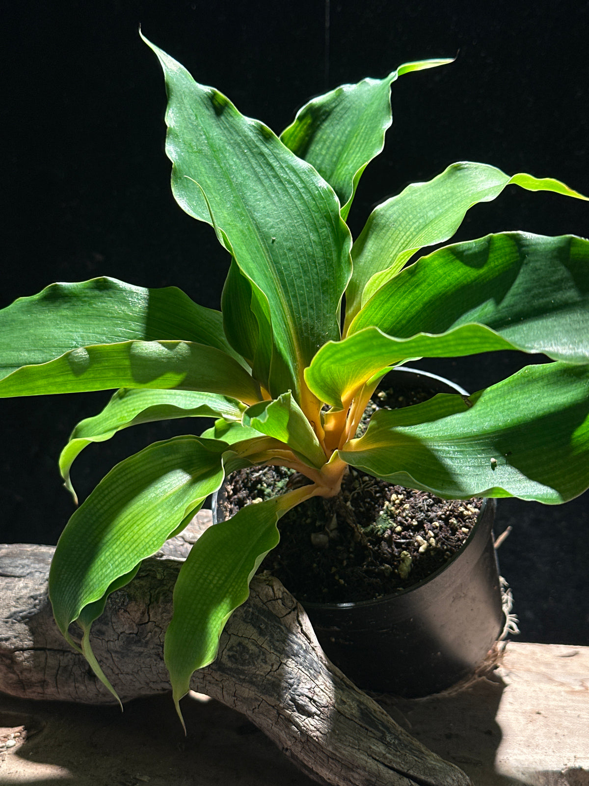 Chlorophytum am. Orange Mandarin Spider Plant