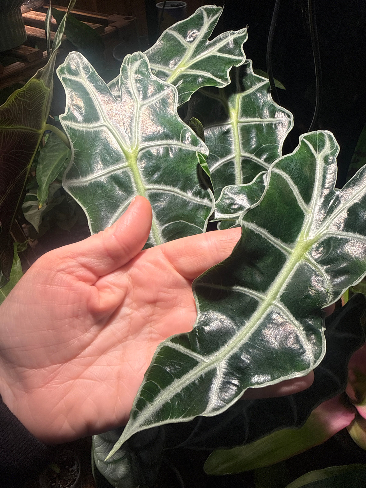 Alocasia Polly (African Mask Plant) – Striking Tropical Houseplant