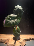 Alocasia Yucatan Princess