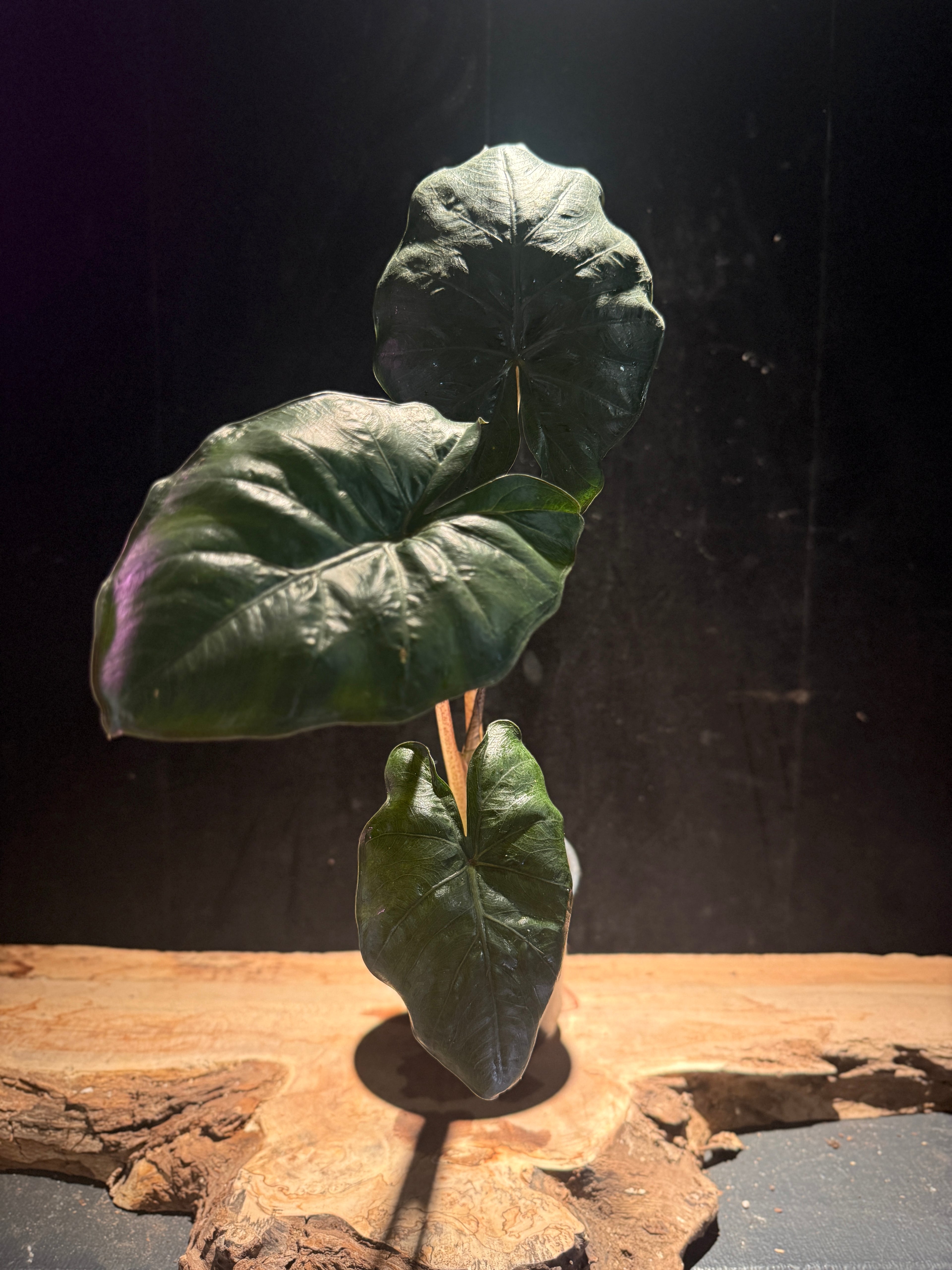 Alocasia Yucatan Princess
