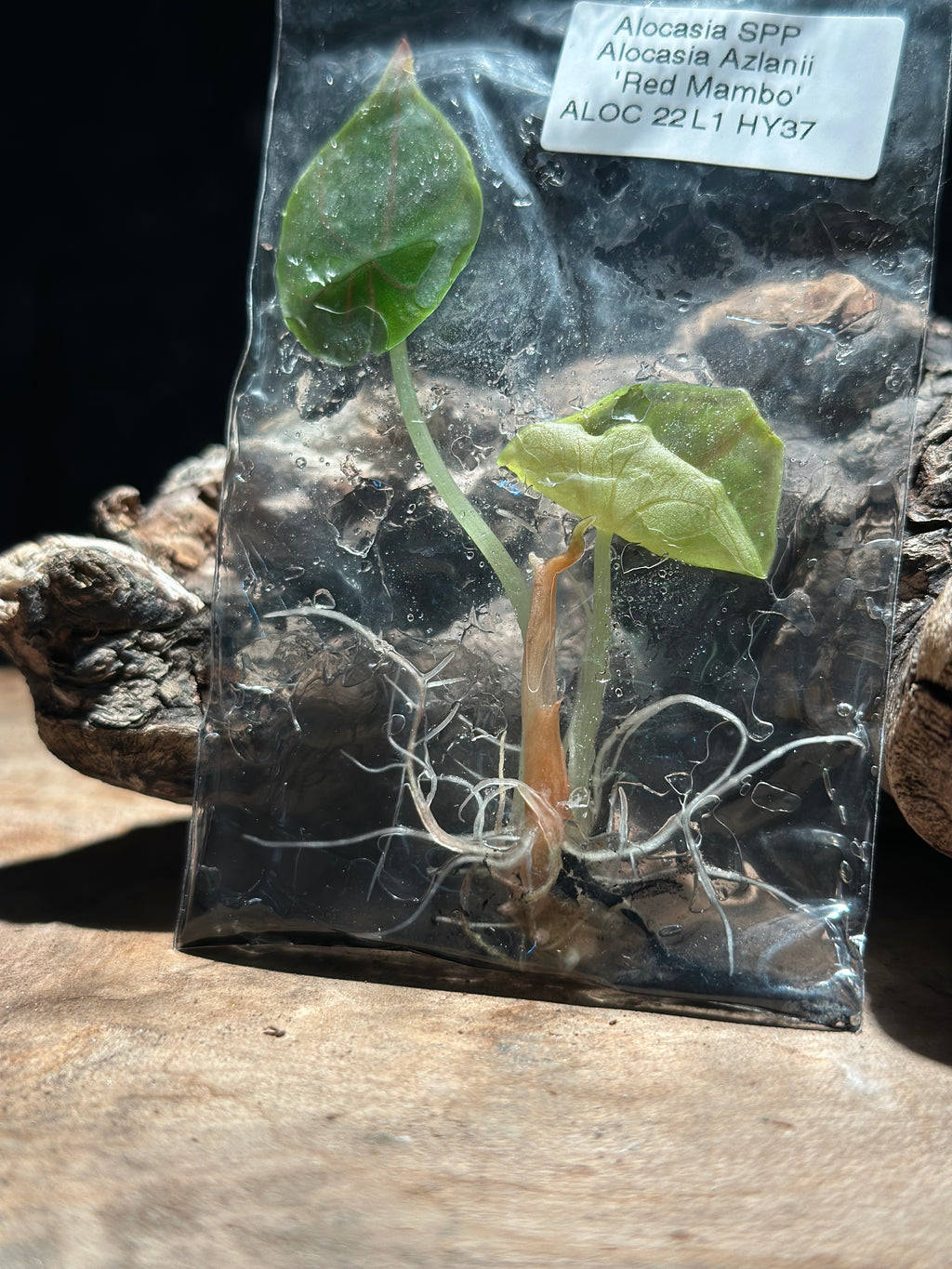 Alocasia “Red Mambo” TC Rare Jewel Alocasia Tissue Culture