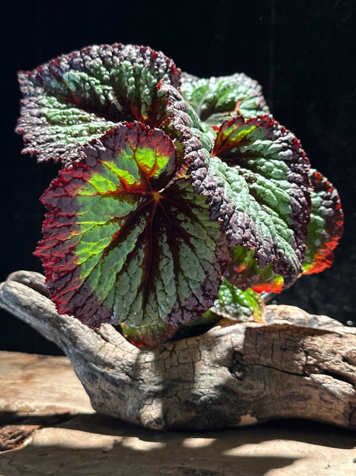 Begonia Harmony's Nightfall – Velvet Plum & Silver Specimen