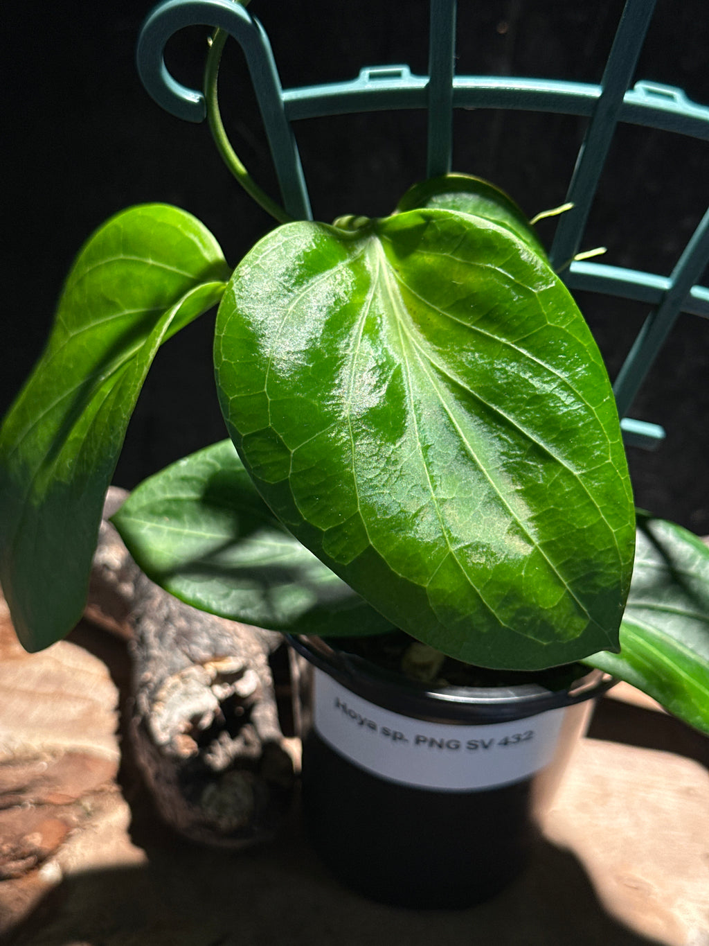 Hoya PNG SV 432