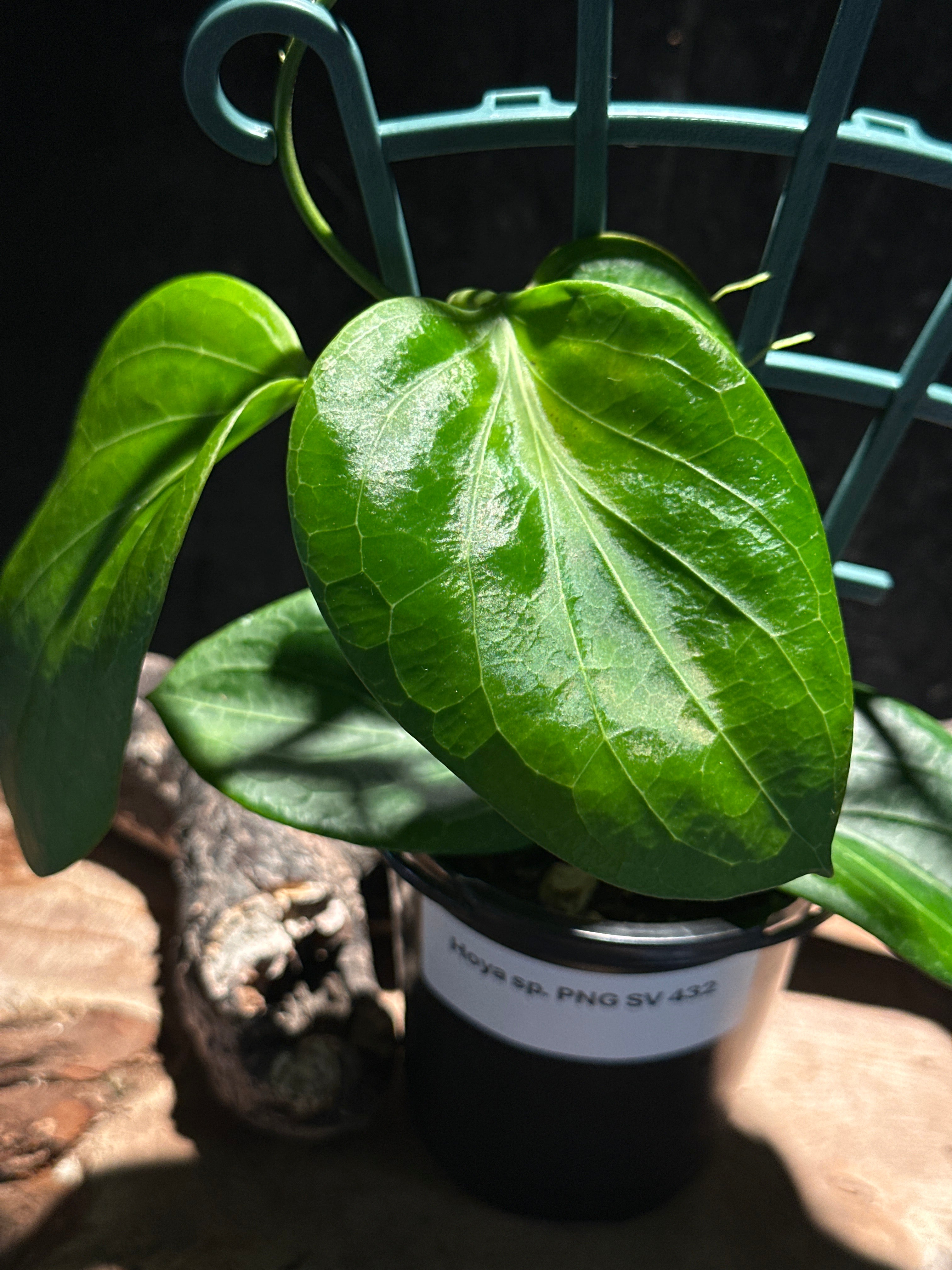 Hoya PNG SV 432