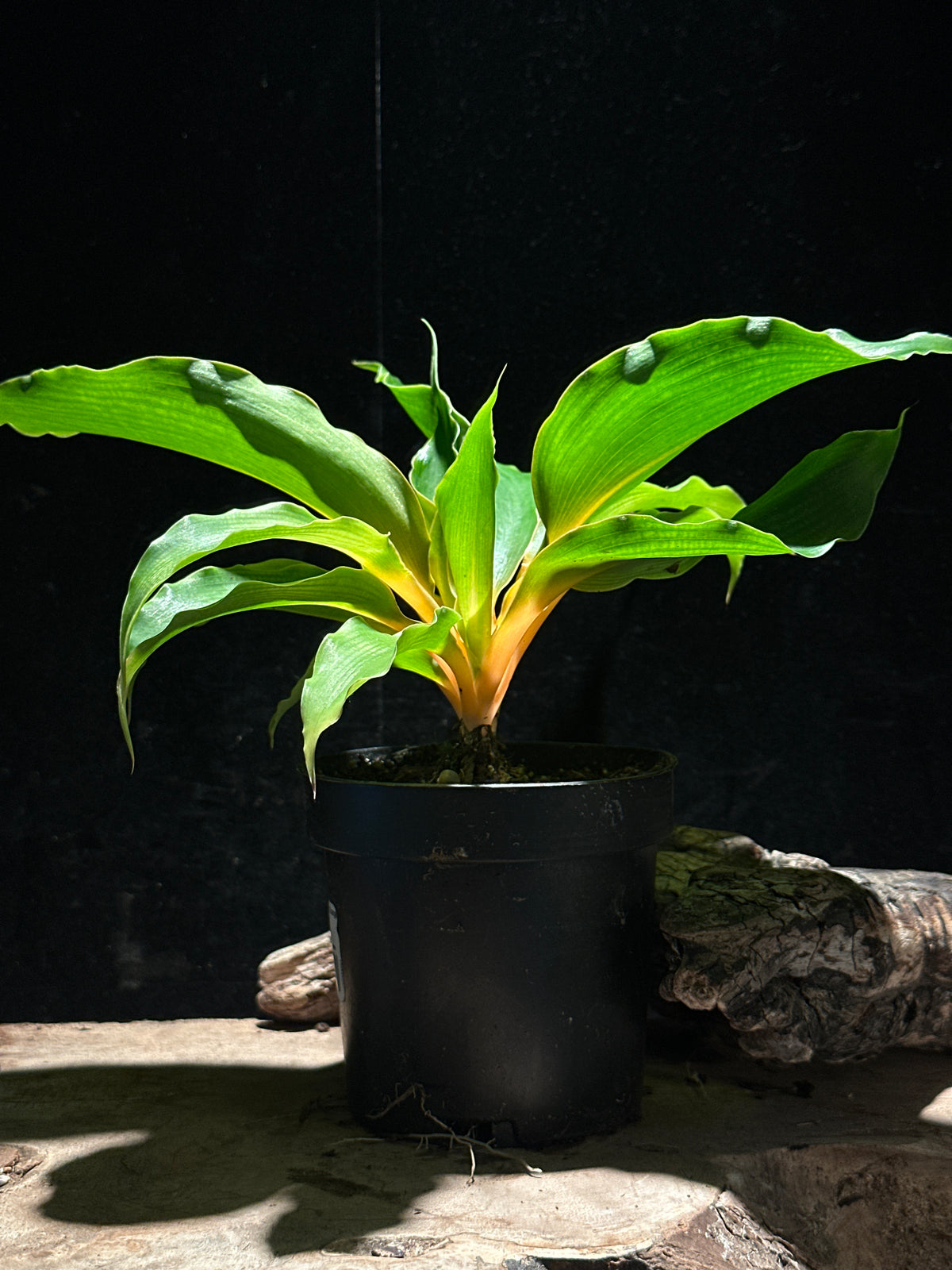 Chlorophytum am. Orange Mandarin Spider Plant